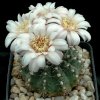 Gymnocalycium_quehlianum-1